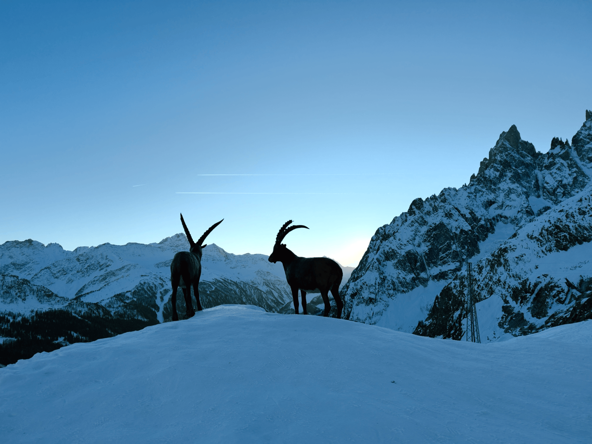 Daytime picture of mountain goats in the snow, with the Mont Blanc mountain in the background. The sky is beautifully lit by the setting sun.
